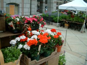 Geraniums at the farmers' market