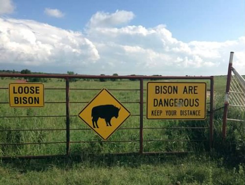 bisonsign