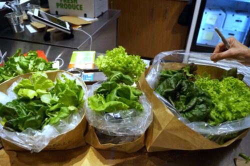 The Corner Stalk Farm located in East Boston, grows all of its lettuces in recycled shipping containers using hydroponics and clean technology year-round.